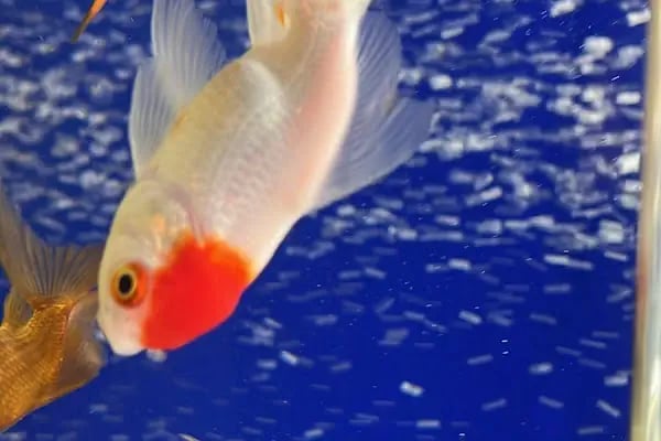 Cebeci Petshop Evcil Hayvan - Resim 6