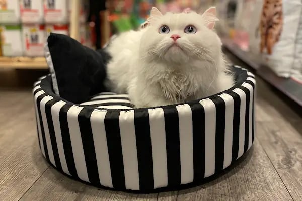 Paticim Petshop - Resim 3