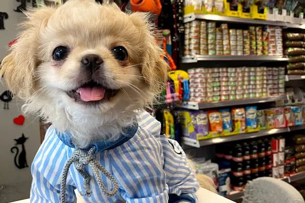 Paticim Petshop - Resim 15