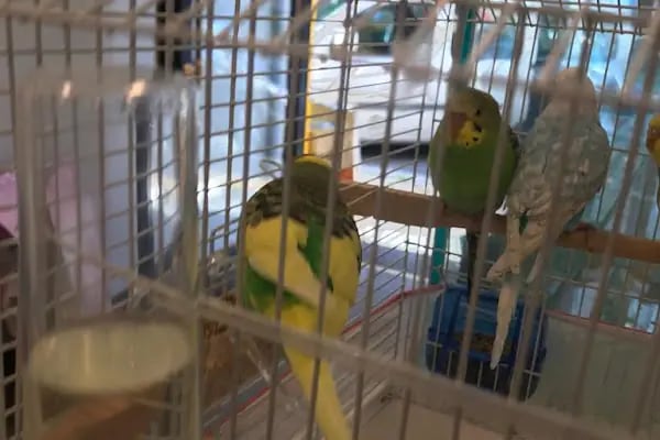 Paticim Petshop - Resim 2