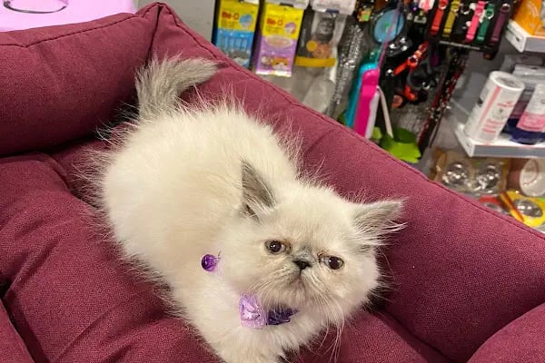 Paticim Petshop - Resim 11