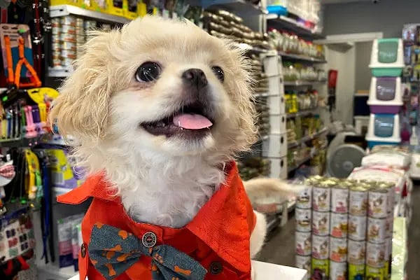Paticim Petshop - Resim 5