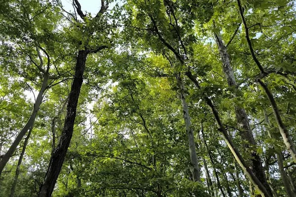 Değirmenboğazı Tabiat Parkı - Resim 16