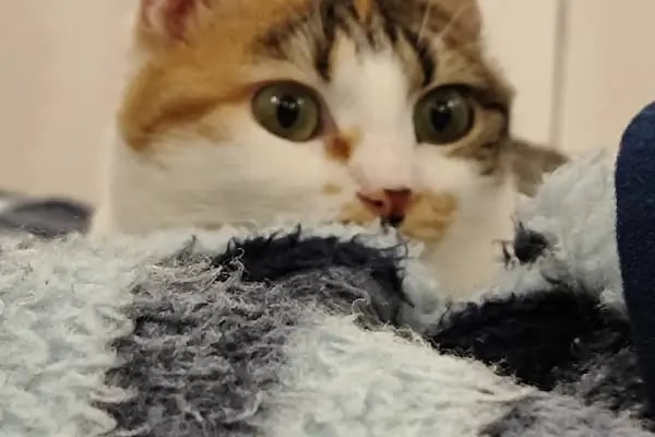 İBRAHİMLİ TOPRAK PET VETERİNER KLİNİĞİ - Resim 6