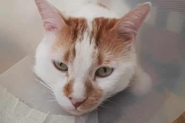 İBRAHİMLİ TOPRAK PET VETERİNER KLİNİĞİ - Resim 4