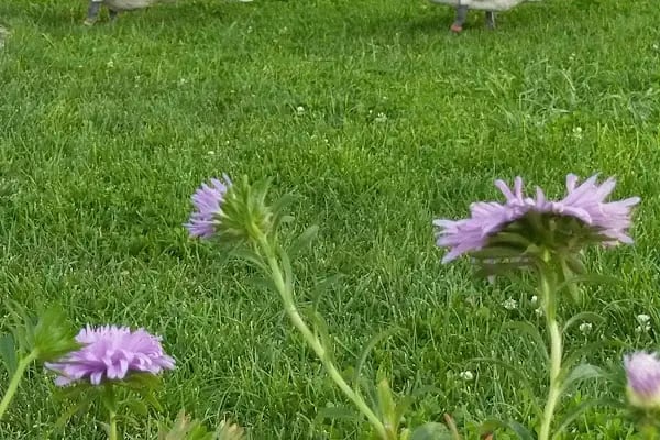 Kuğulu Montessori Okulu - Oran - Resim 2