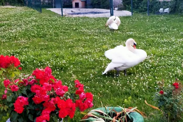 Kuğulu Montessori Okulu - Oran - Resim 6