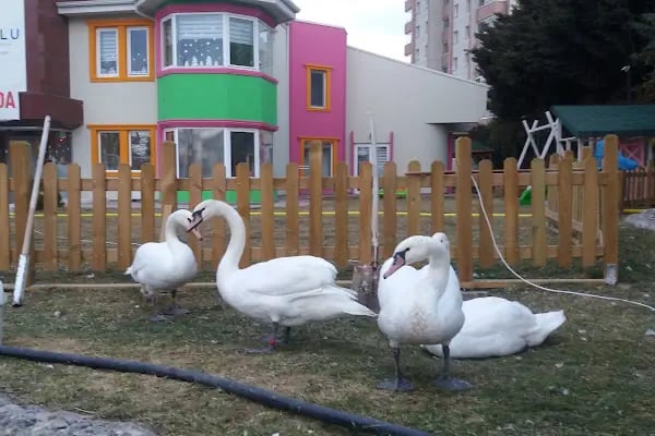 Kuğulu Montessori Okulu - Oran - Resim 13