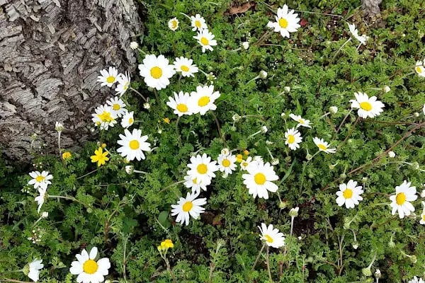 Geriş Köyü Parkı - Resim 5
