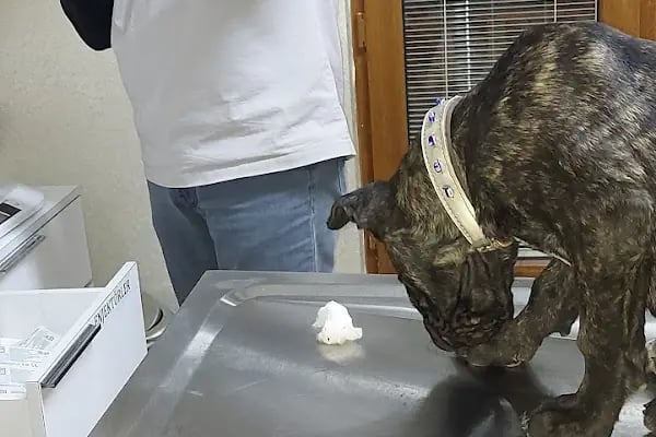 PanVet Gaziantep Veteriner Kliniği - Resim 5