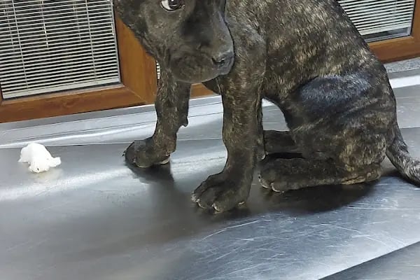 PanVet Gaziantep Veteriner Kliniği - Resim 10