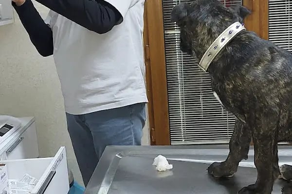 PanVet Gaziantep Veteriner Kliniği - Resim 20