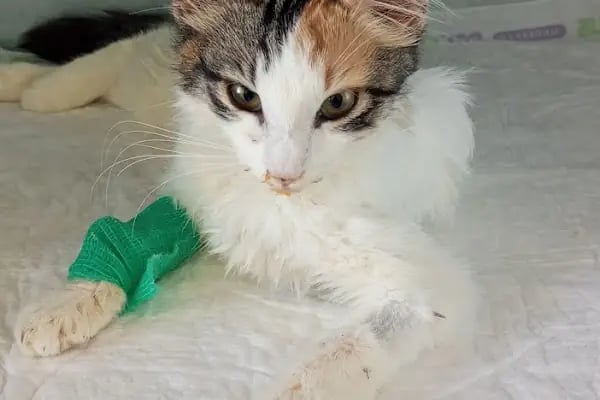 PanVet Gaziantep Veteriner Kliniği - Resim 14