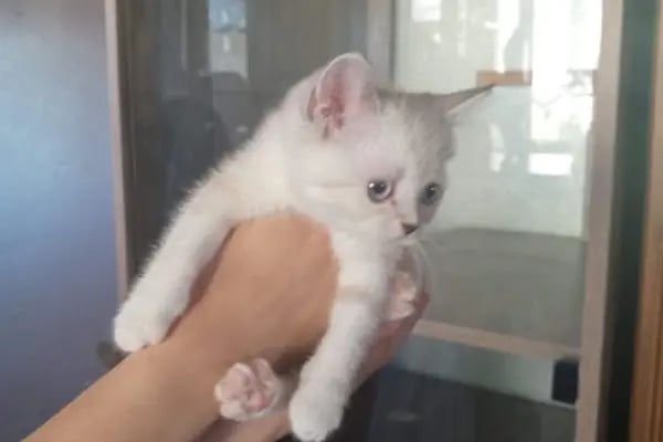 PanVet Gaziantep Veteriner Kliniği - Resim 18