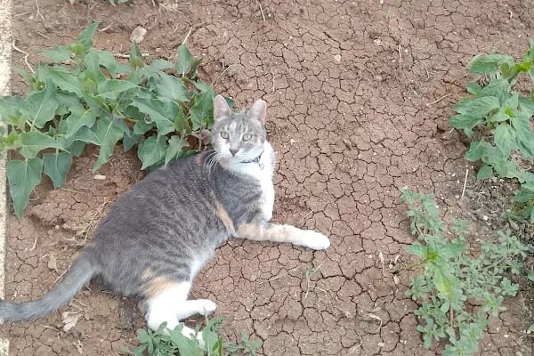 PanVet Gaziantep Veteriner Kliniği - Resim 15