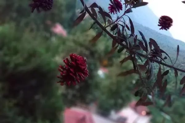 KAZANÇI VUNE - Resim 10