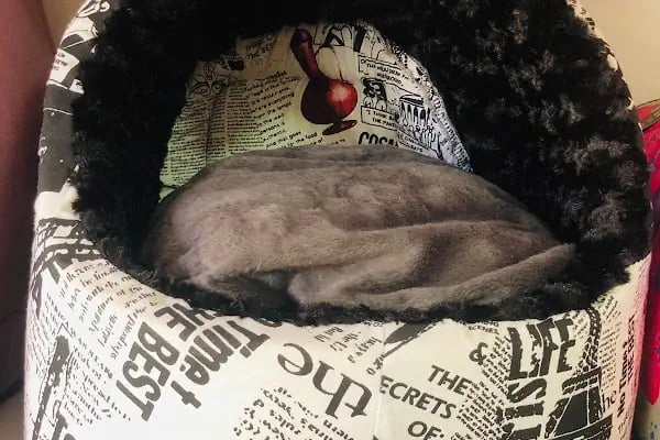 AYVALIK PETSHOP | MGB Petshop - Resim 7