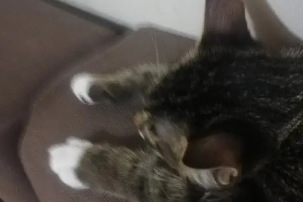 Petklinik Veteriner Klinigi - Resim 11