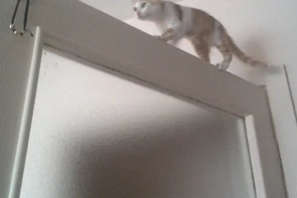 Petklinik Veteriner Klinigi - Resim 7