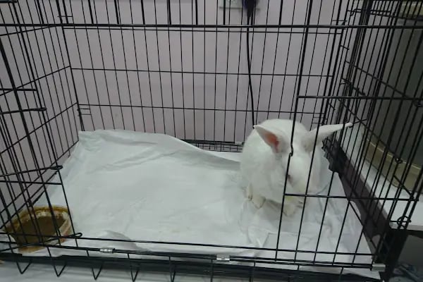 Petklinik Veteriner Klinigi - Resim 5