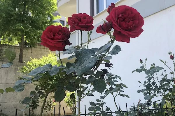 You Can Dil Merkezi - Resim 4