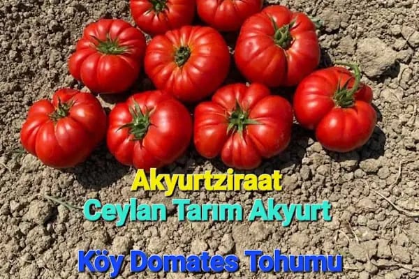 AKYURT MANİTOU &amp; KEPÇE &amp; FORKLİFT HİZMETİ - Resim 5