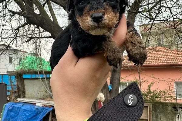 Sakarya Sihirli Petshop - Resim 15