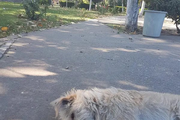 Susurluk Belediye Parkı - Resim 13