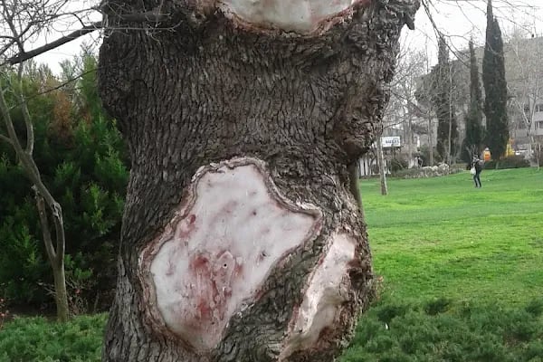 Susurluk Belediye Parkı - Resim 14