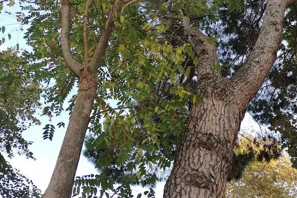Susurluk Belediye Parkı - Resim 12