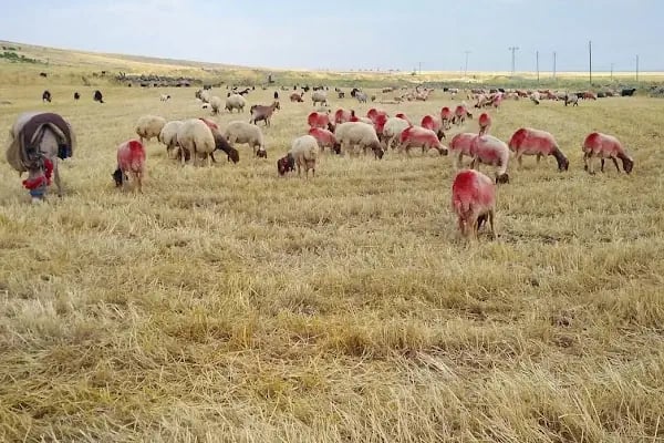 Araban Belediye Parkı - Resim 11