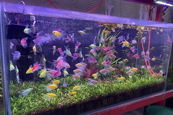 Ayzek Pet Shop - Resim 17