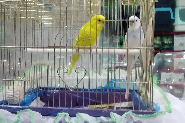 Ayzek Pet Shop - Resim 4