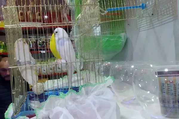 Ayzek Pet Shop - Resim 13
