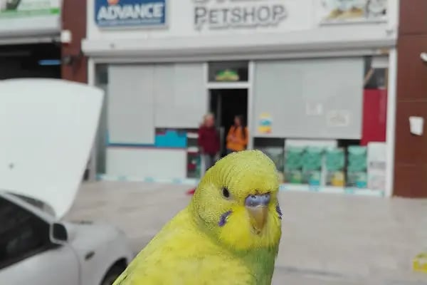 Ayzek Pet Shop - Resim 5