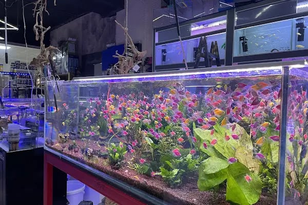 Ayzek Pet Shop - Resim 11
