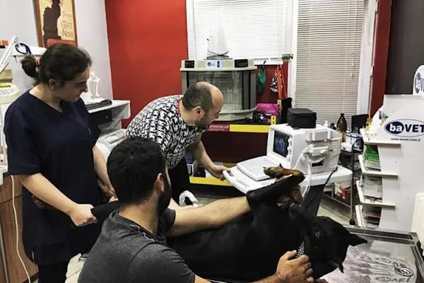 Trabzon Pati Veteriner Kliniği - Resim 15