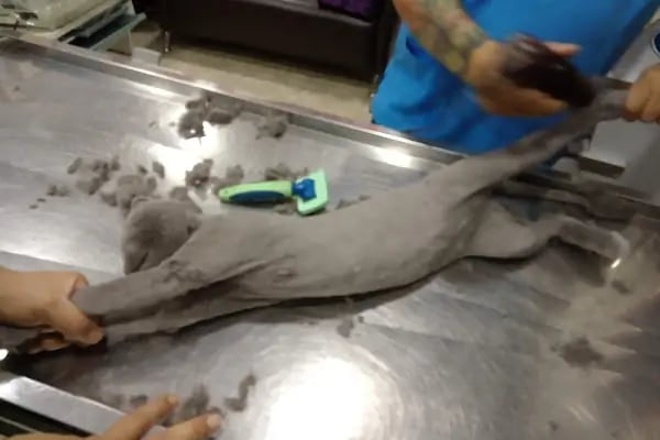 Trabzon Pati Veteriner Kliniği - Resim 18