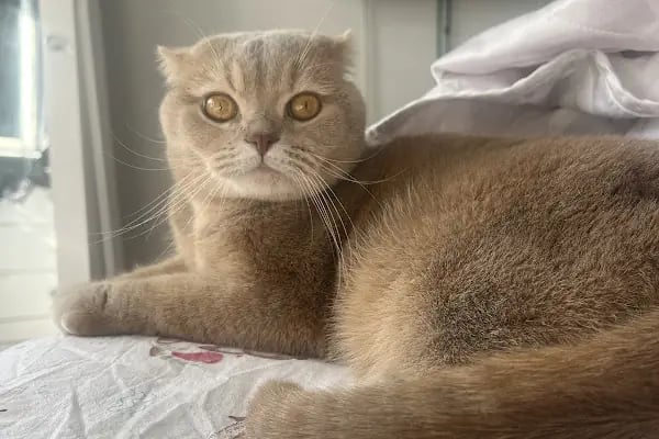 Trabzon Pati Veteriner Kliniği - Resim 9