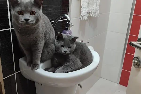 Trabzon Pati Veteriner Kliniği - Resim 11