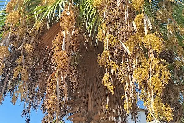 Anamur İskele - Resim 13