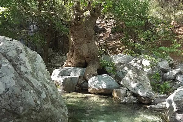 Kazdağı Millî Parkı - Resim 14