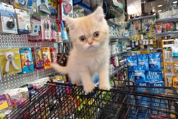Kanka Pet Shop - Resim 11