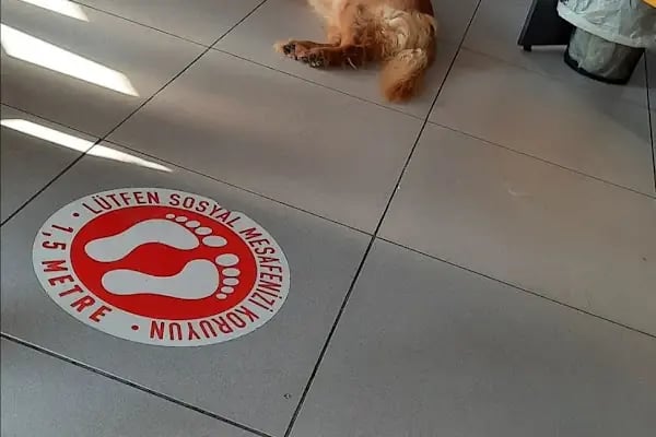 Bam Bam Veteriner Kliniği - Resim 4