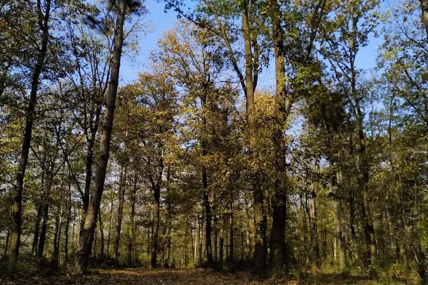 Sakarya İl Ormanı Tabiat parkı konakları - Resim 9