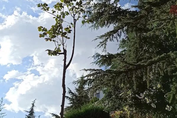 Milli Boksör Kemal Sonudur Parkı - Resim 18