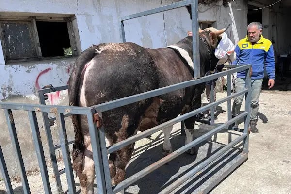 HACIOĞULLARI KURBANLIK CANLI HAYVAN ALIM SATIM - Resim 5