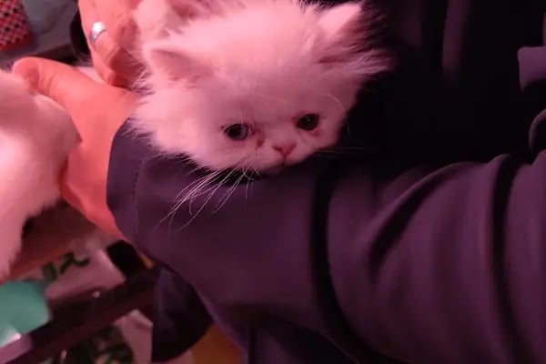 Pet Market - Resim 7