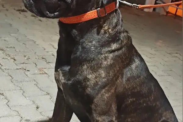 Adana Empati Veteriner Kliniği - Resim 10