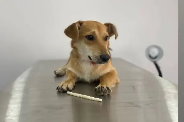 Adana Empati Veteriner Kliniği - Resim 1